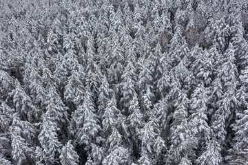 Covered in snow forest trees after blizzard