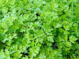 Fototapeta premium Spring Blooming field - bright green plants, grass and wildflowers with young foliage on a bright warm sunny day in early spring.