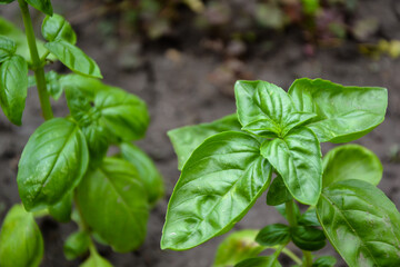 Basil plant in the garden. Fresh herbal basil plant. Fresh green leaves of thai basil. Cooking seasoning. Italian cuisine herb.