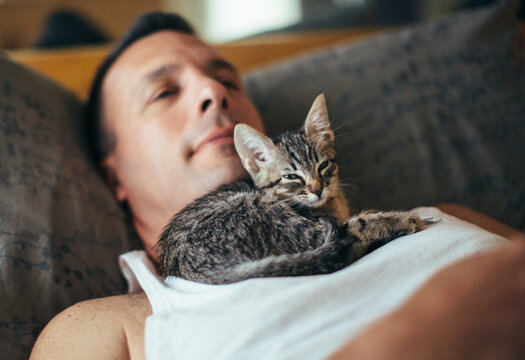 Adorable tabby kitten curled up in her father's neck