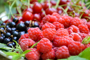 Berries organic harvest. Raspberry, black currant and cherry. Organic berries from village garden for jam, smoothie or desserts. Grunge wooden background.