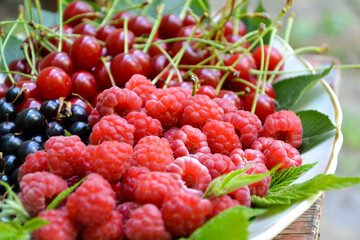 Berries organic harvest. Raspberry, black currant and cherry. Organic berries from village garden for jam, smoothie or desserts. Grunge wooden background.