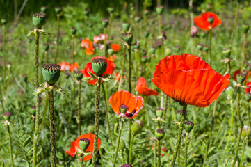 Poppy flowers or papaver rhoeas poppy in garden, early spring on a warm sunny day, bright beautiful background.