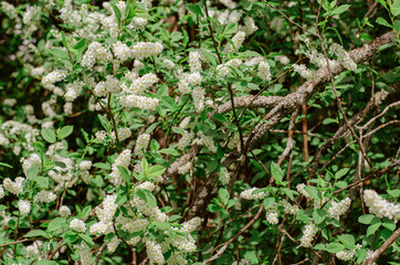 Blooming branch of bird cherry in the spring garden. White flowers on a background of green leaves, natural background, spring blooming concept. Muted green tint.