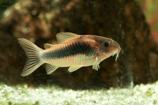 Armored catfish, Corydoras aeneus, tropical freshwater fish in the aquarium