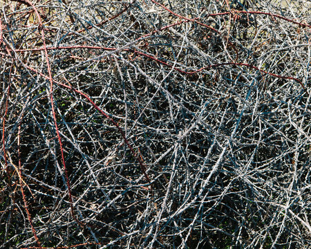 Pile of thorn-covered blackberry vines, Oregon