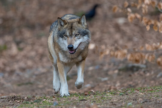 Wolf