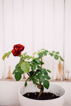 Red rose in white plant pot