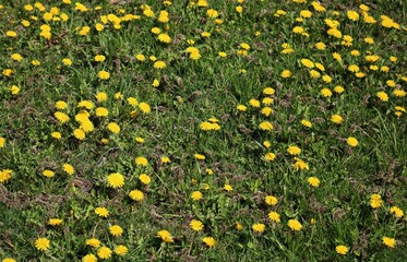 Blooming dandelions in green fields and meadows on sunny May days