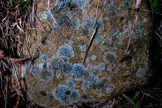 Abstract of Lichen on Rock