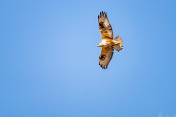 A red hawk fly in the blue sky. Bottom view