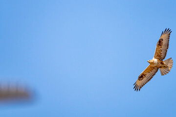 A red hawk fly in the blue sky. Bottom view