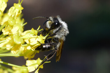 Bee collecting nectar from the plant