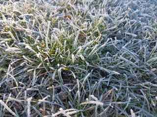 Grass and leaves in hoarfrost on frozen ground in winter
