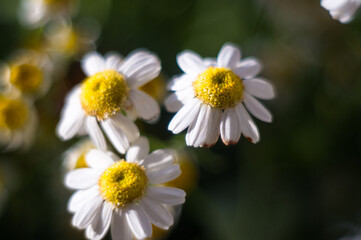 Obraz premium Blooming camomile, beautiful nature scene, summer background, selective focus