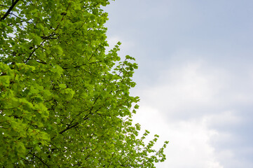 Fototapeta premium Spring landscape - bright green trees with young foliage on a bright warm sunny day in early spring.