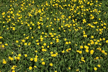 Blooming dandelions in green fields and meadows on sunny May days