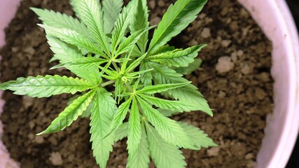 top view of a young marijuana bush growing in a container with soil with fresh bright leaves, illustrating the cultivation of cannabis in a domestic environment, hemp in the initial stage of growth