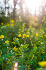 Flowers and leaves Celandine Chelidonium majus with natural sun light, early spring on a warm sunny day, a bright beautiful background.