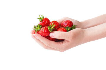 Ripe local produce organic strawberry. Young woman holding heap of red berries in bare hands. Strawberries isolated on white background