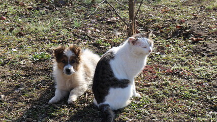 Naklejka na ściany i meble fluffy puppy lying next to a sitting cat basking in the spring sun in the garden or backyard on the dry grass of the lawn, friendly funny pets bask in the warm rays of the sun
