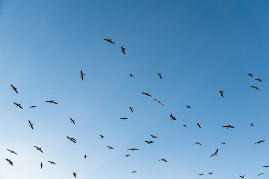Gulls flying in the sky