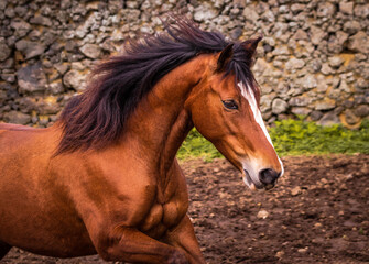 Brown Lusitano horse, galloping free, mane in wind.