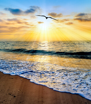  Sunset Bird Flight Divine Hope Surreal Flying InspirationBeautiful Ocean Beach Vertical Image