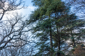 beautiful, natural, green, coniferous trees in the forest, in the mountains, on a good day on a trip, travel, vacation, walk
