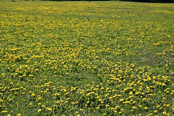 Blooming dandelions in green fields and meadows on sunny May days