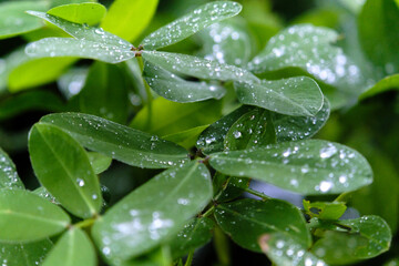 Macro de folhas pequenas do jardim com gotas de chuva