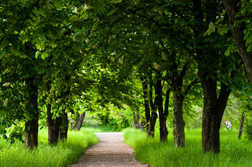 Spring landscape - bright green trees with young foliage on a bright warm sunny day in early spring.