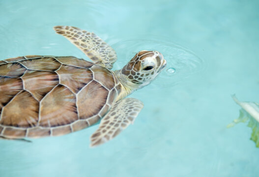 image of a baby sea turtle at a facility in Mexico