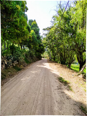 road in the forest