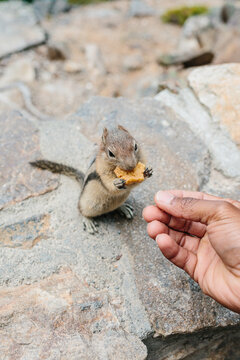 A handing reaching out to feed a chipmunk a cookie