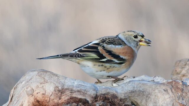 Brambling Fringilla montifringilla on log. Close up