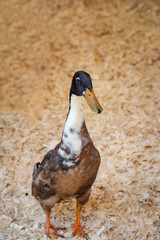 Canard d'élevage debout dans le foin, oiseau aquatique, le canard noir