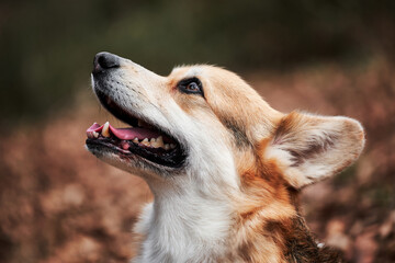 English Shepherd dog breed is smallest in world. Close up portrait of charming Pembroke Welsh corgi. Walk with dog in nature in fresh air in forest.