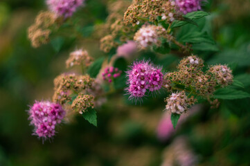 spring flower