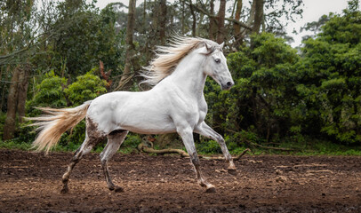 Naklejka na ściany i meble White Lusitano horse, galloping free, mane in wind.