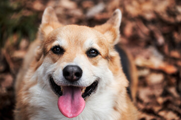 English Shepherd dog breed is smallest in world. Close up portrait of charming Pembroke Welsh corgi. Walk with dog in nature in fresh air in forest.