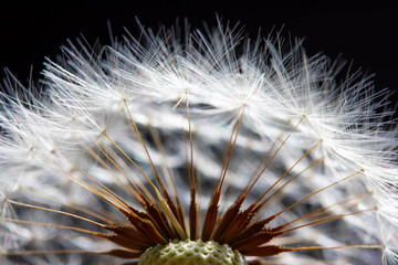 Naklejka premium dandelion seed head