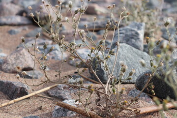 grass on the ground