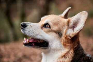 English Shepherd dog breed is smallest in world. Close up portrait of charming Pembroke Welsh corgi. Walk with dog in nature in fresh air in forest.