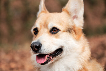 English Shepherd dog breed is smallest in world. Close up portrait of charming Pembroke Welsh corgi. Walk with dog in nature in fresh air in forest.