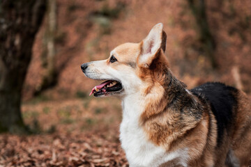 English Shepherd dog breed is smallest in world. Close up portrait of charming Pembroke Welsh corgi. Walk with dog in nature in fresh air in forest.