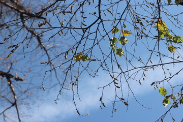 yellow autumn leaves