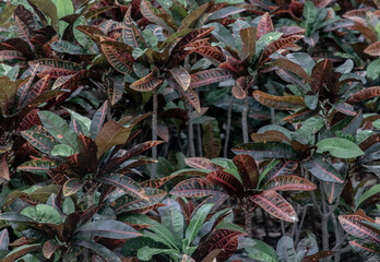 Obraz premium Colorful Croton Leaves Background. Beautiful natural backdrop with croton plant at tropical park.