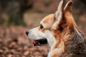 English Shepherd dog breed is smallest in world. Close up portrait of charming Pembroke Welsh corgi. Walk with dog in nature in fresh air in forest.