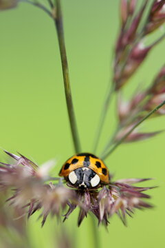 Ladybug on grass stalk